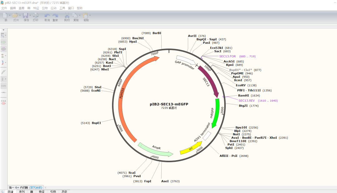 SnapGene 8.0.2 win免费下载-5